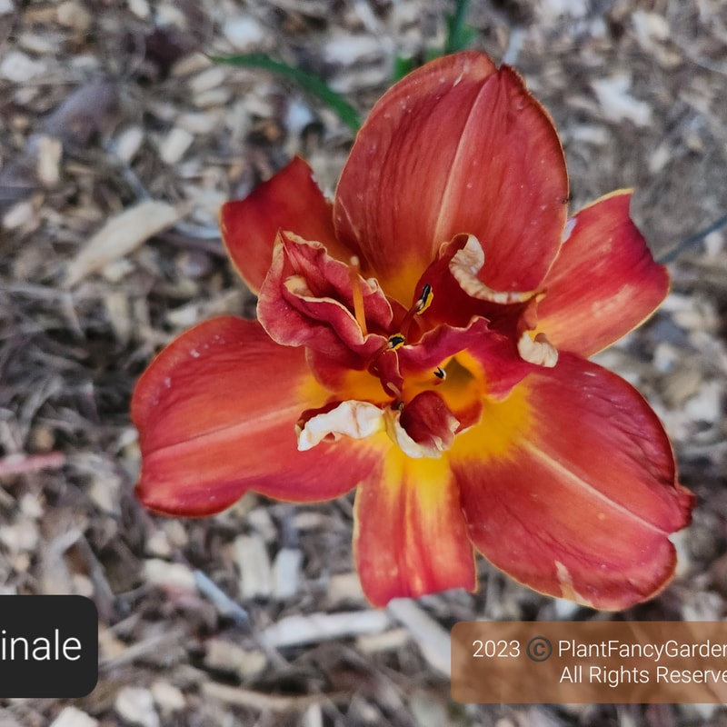 Finale daylily bloom