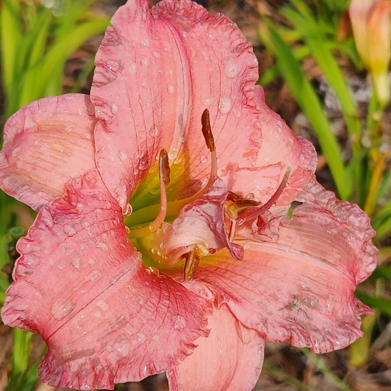 Flamingo Dance daylily bloom