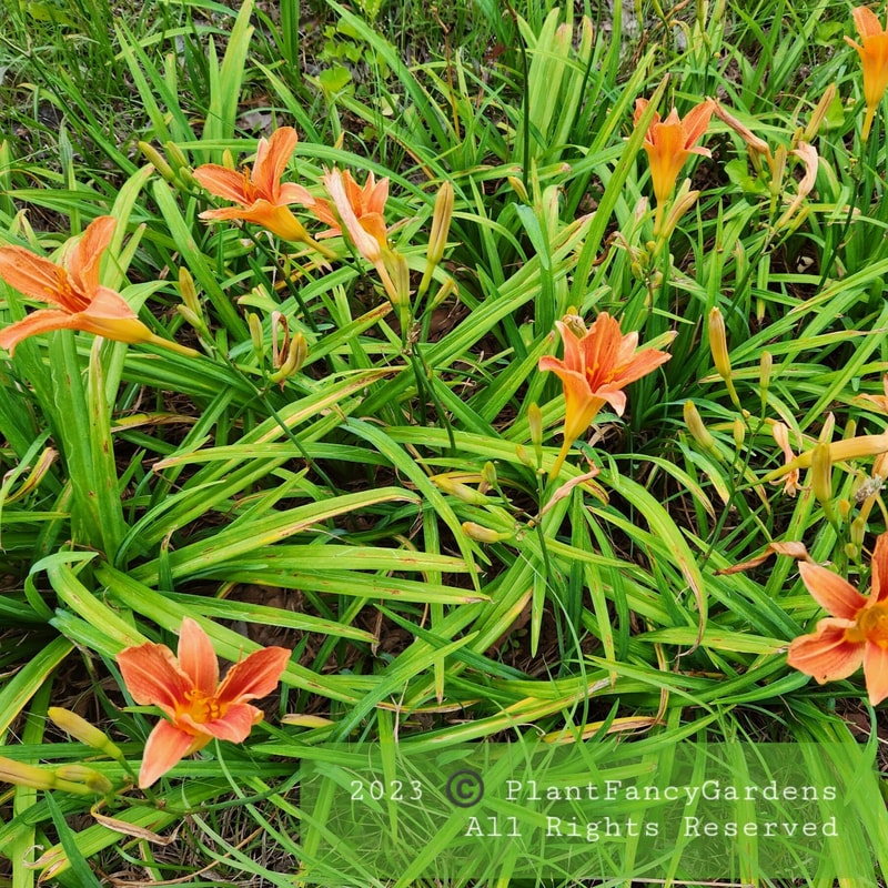 Fulva Speciosa from PlantFancyGardens