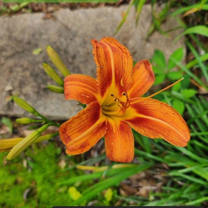 Fulva Speciosa daylily bloom
