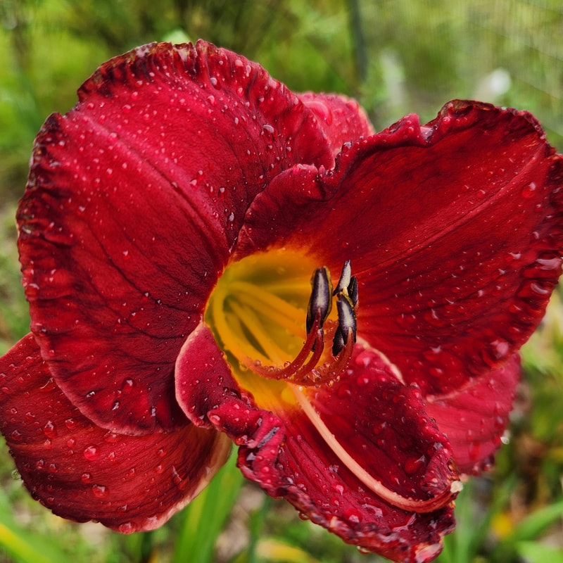Giant Red Sequoia daylily bloom