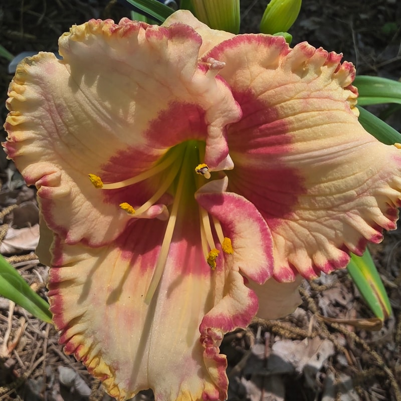 Uncle Jack from PlantFancyGardens