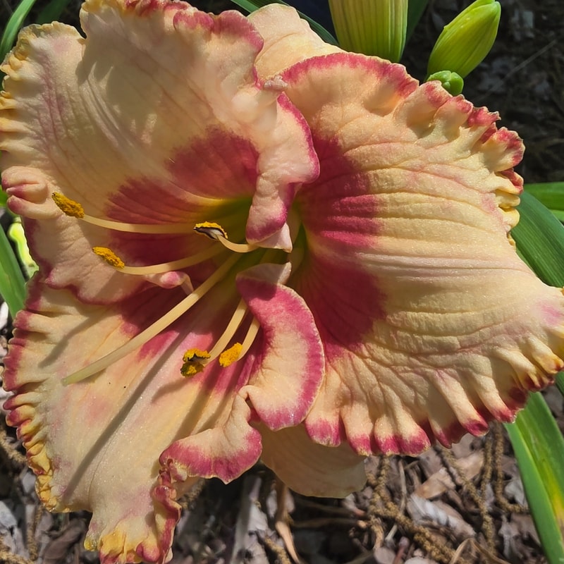 Uncle Jack from PlantFancyGardens
