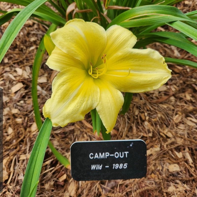 Camp Out daylily bloom