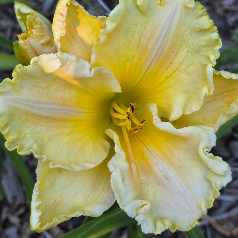 Patsy Carpenter from PlantFancyGardens
