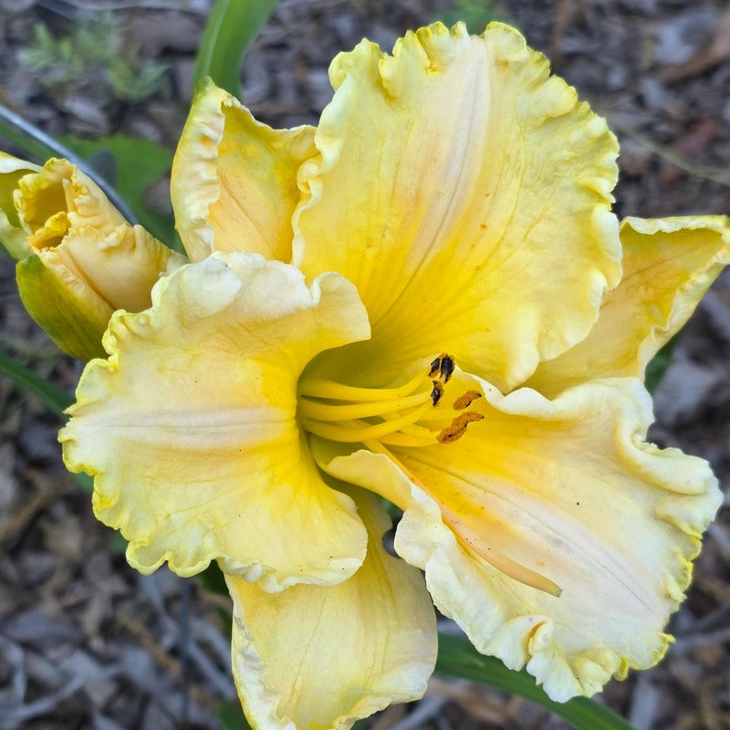 Patsy Carpenter from PlantFancyGardens