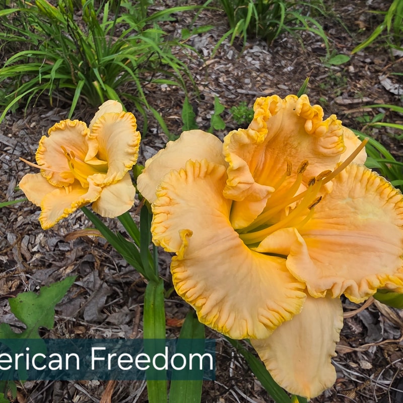 American Freedom from PlantFancyGardens
