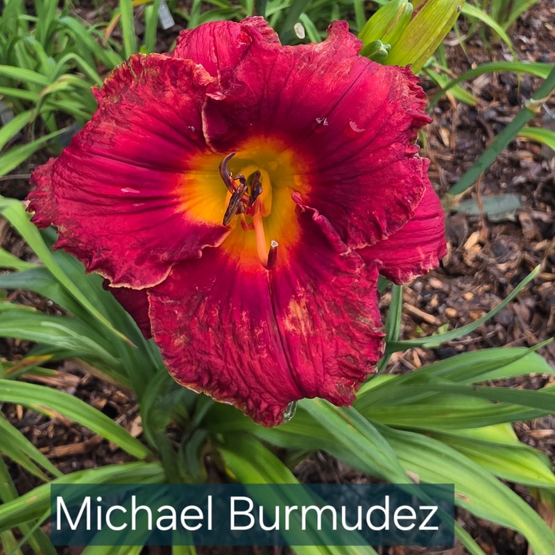 Michael Burmudez