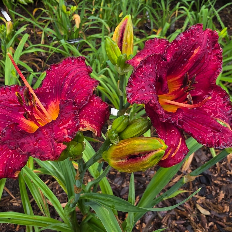Michael Burmudez from PlantFancyGardens