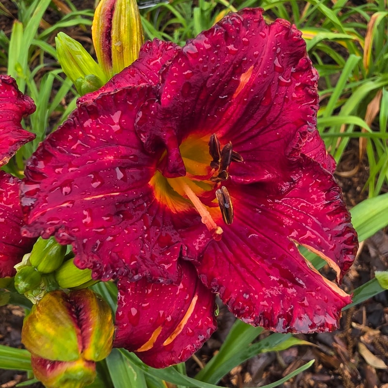 Michael Burmudez from PlantFancyGardens