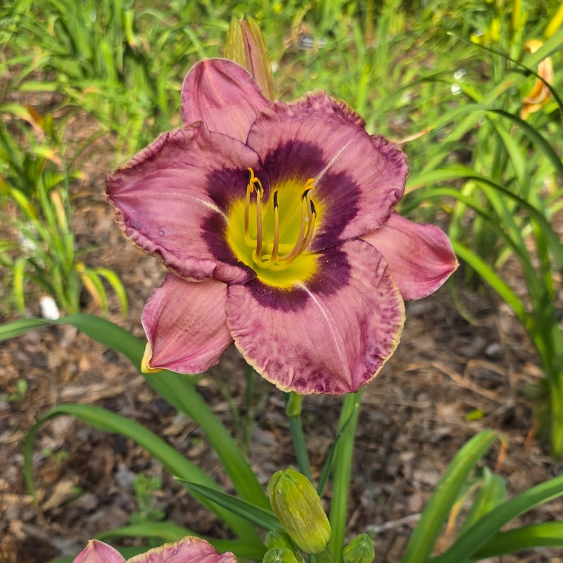 Sun Bear from PlantFancyGardens