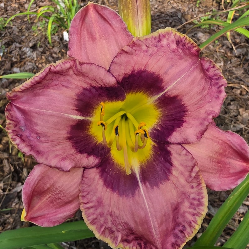 Sun Bear from PlantFancyGardens