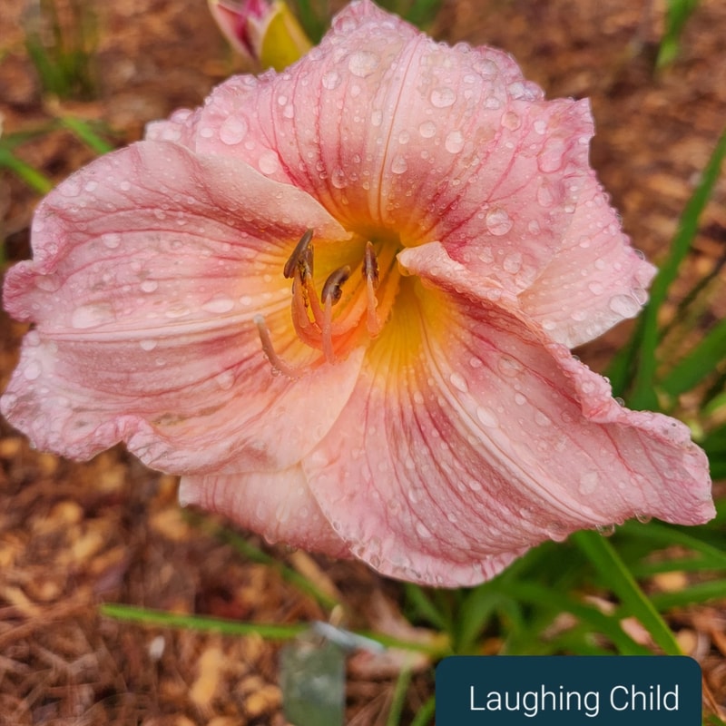 Laughing Child