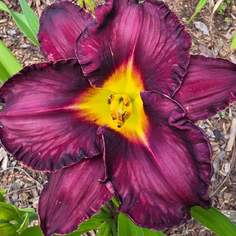Black Lapiz daylily bloom