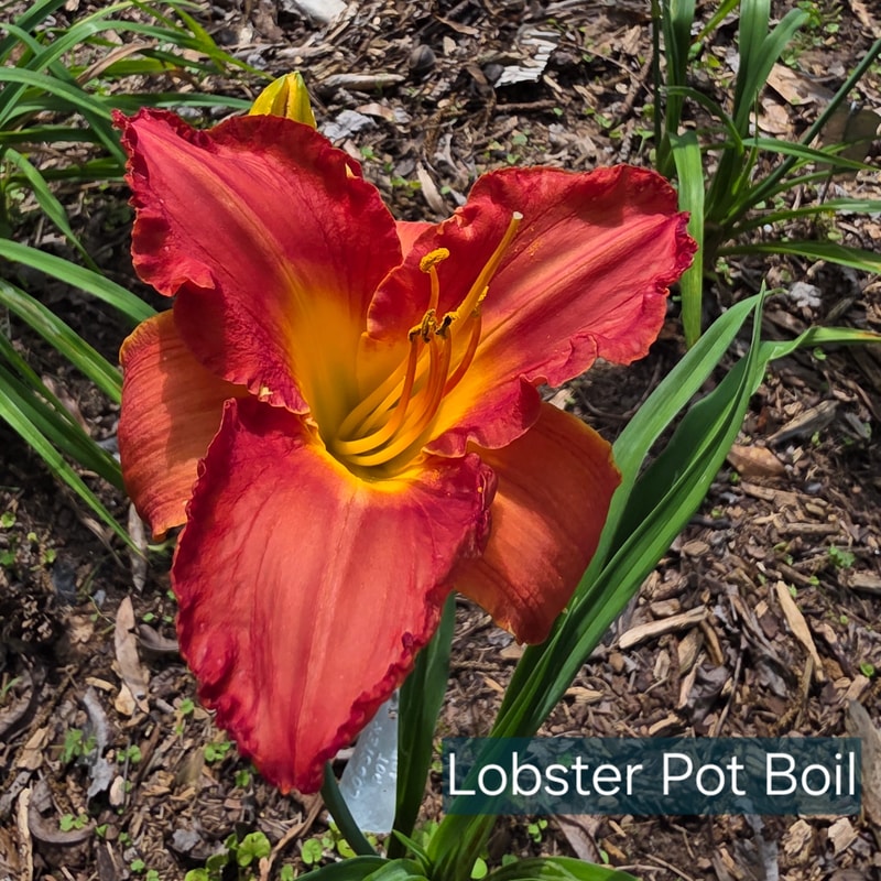 Lobster Pot Boil