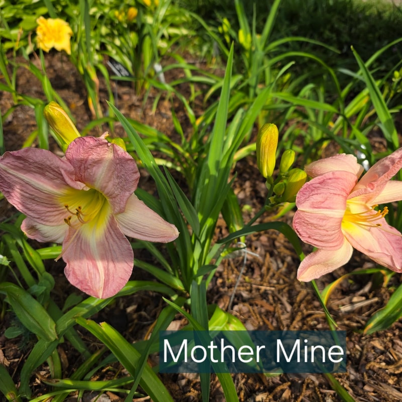 Mother Mine from PlantFancyGardens