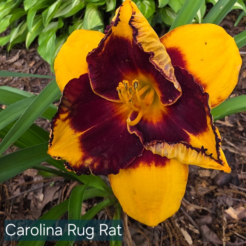 Carolina Rug Rat