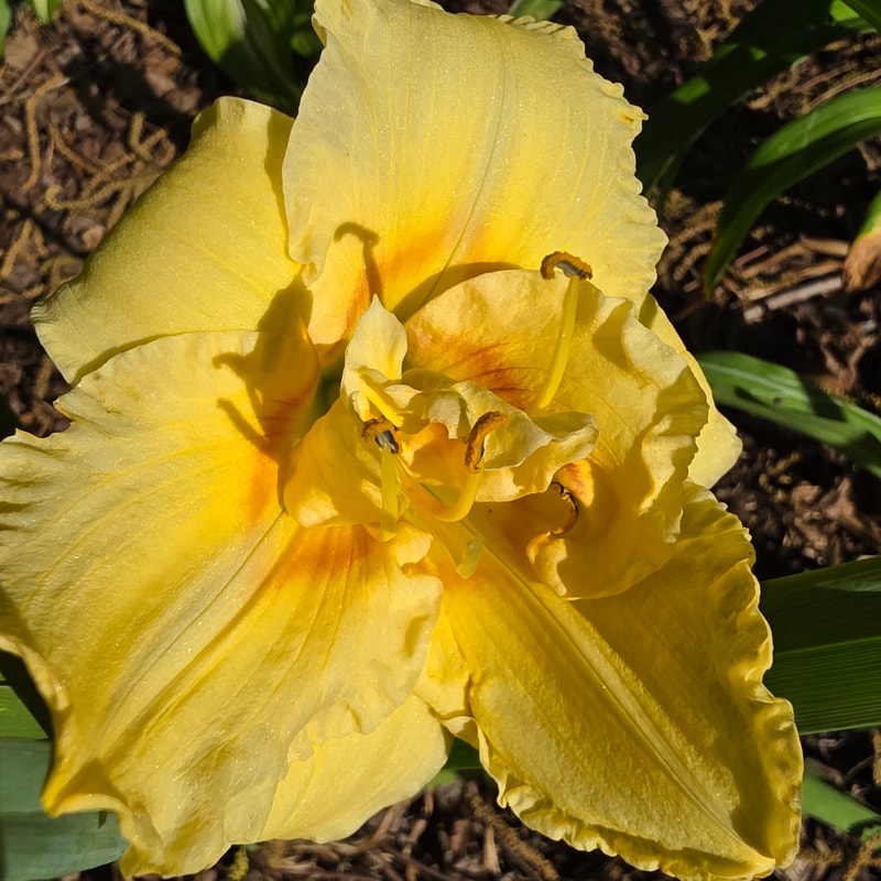 Auspicious from PlantFancyGardens