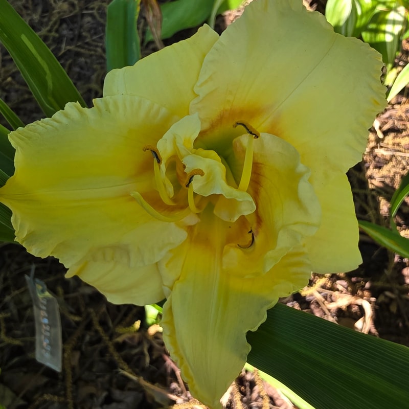 Auspicious from PlantFancyGardens