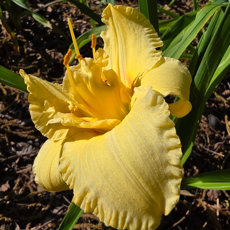 Auspicious from PlantFancyGardens
