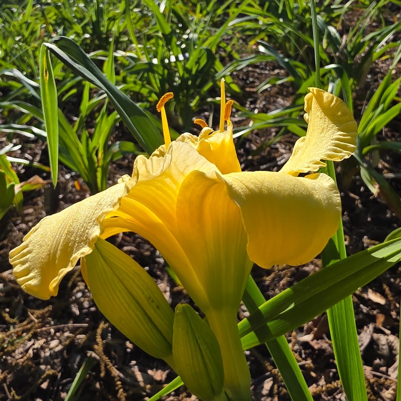 Auspicious from PlantFancyGardens