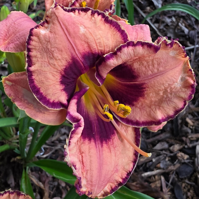 Awesome Blossom from PlantFancyGardens