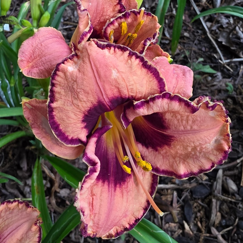 Awesome Blossom