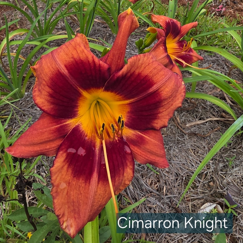 Cimarron Knight