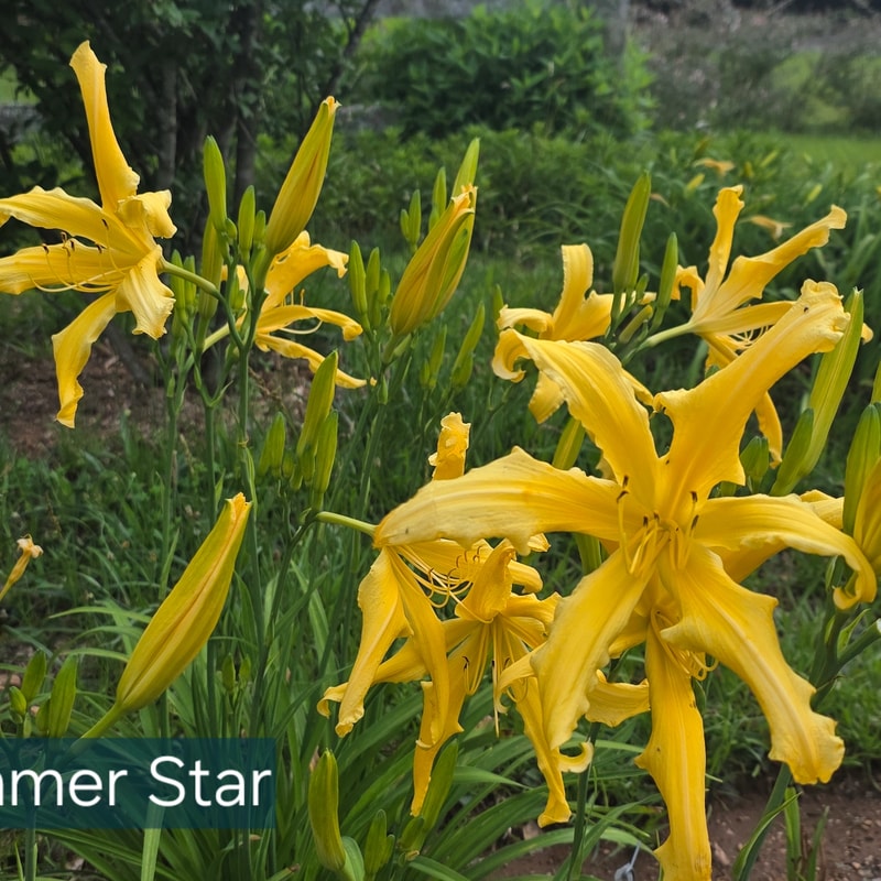 Summer Star from PlantFancyGardens