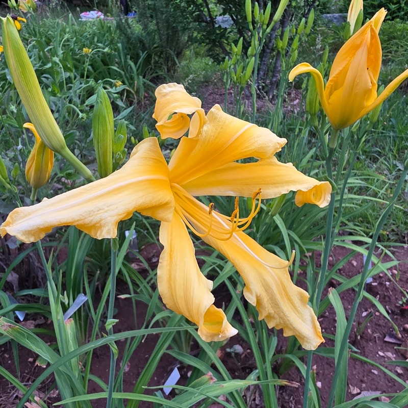 Summer Star from PlantFancyGardens