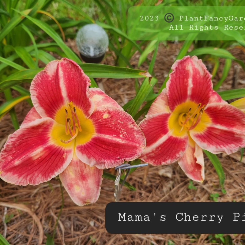 Mama's Cherry Pie