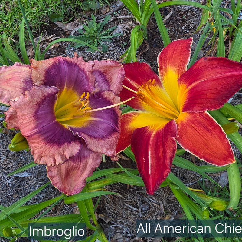 Imbroglio from PlantFancyGardens
