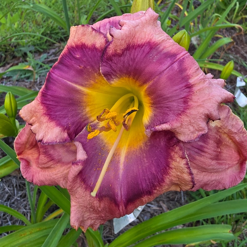 Imbroglio from PlantFancyGardens