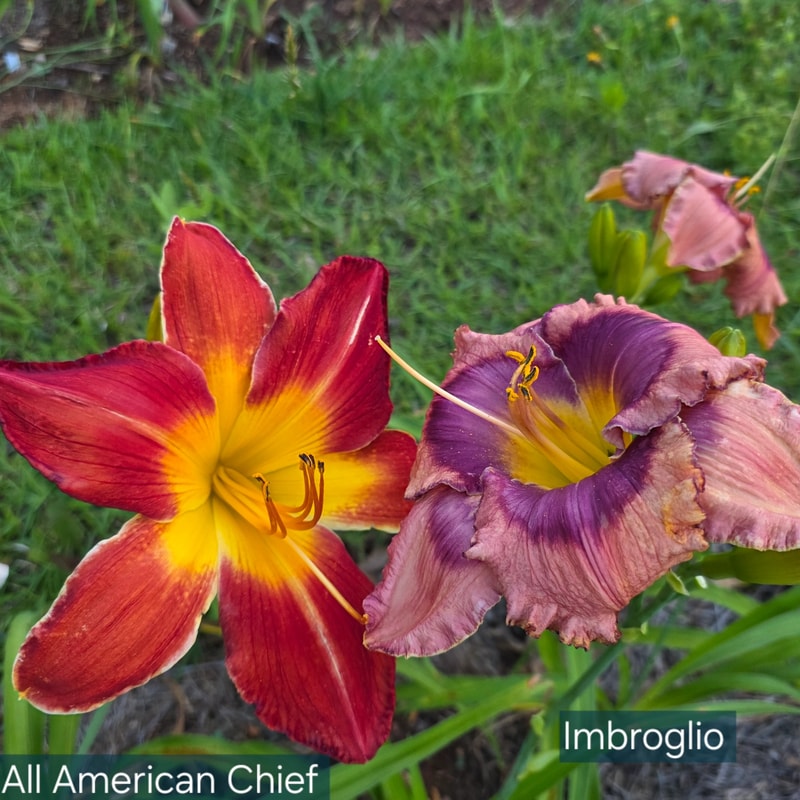 Imbroglio from PlantFancyGardens