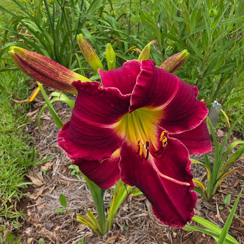 Forsyth Vivacious from PlantFancyGardens