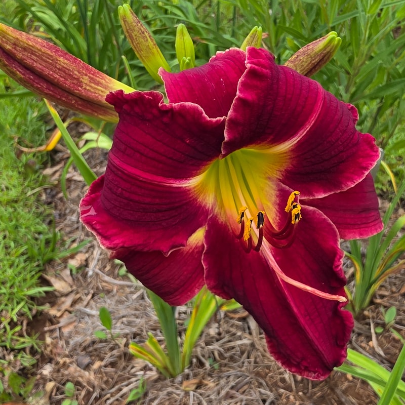 Forsyth Vivacious from PlantFancyGardens