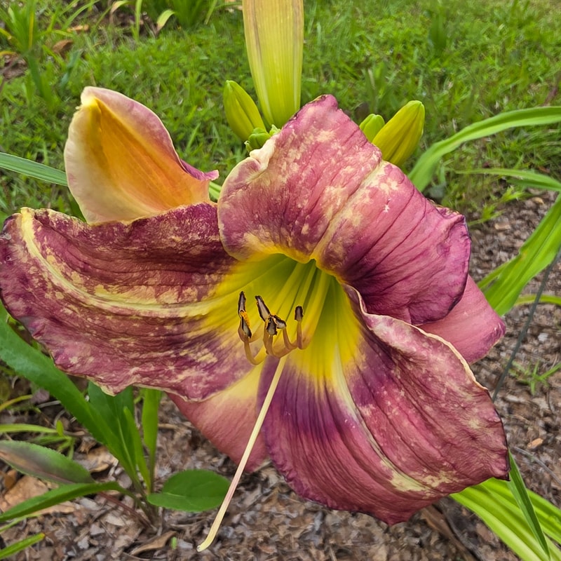 Lou Eidson from PlantFancyGardens