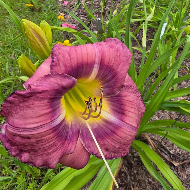Lou Eidson from PlantFancyGardens
