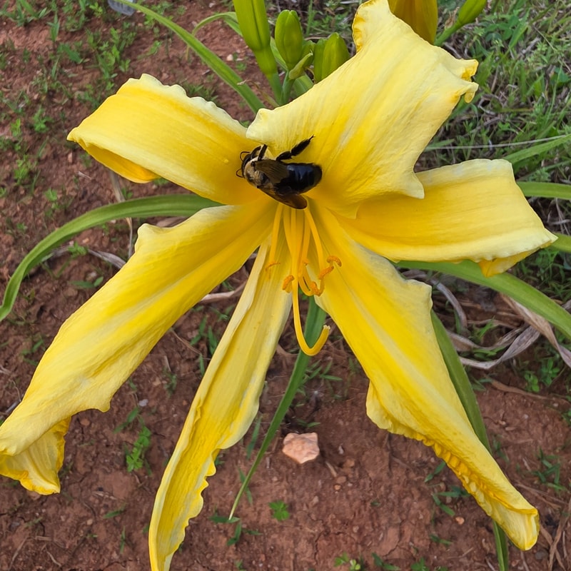 Buddy's Yellow Bird from PlantFancyGardens