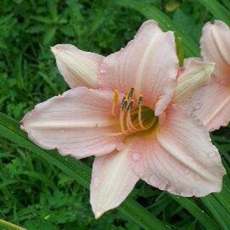 Hall's Pink daylily bloom
