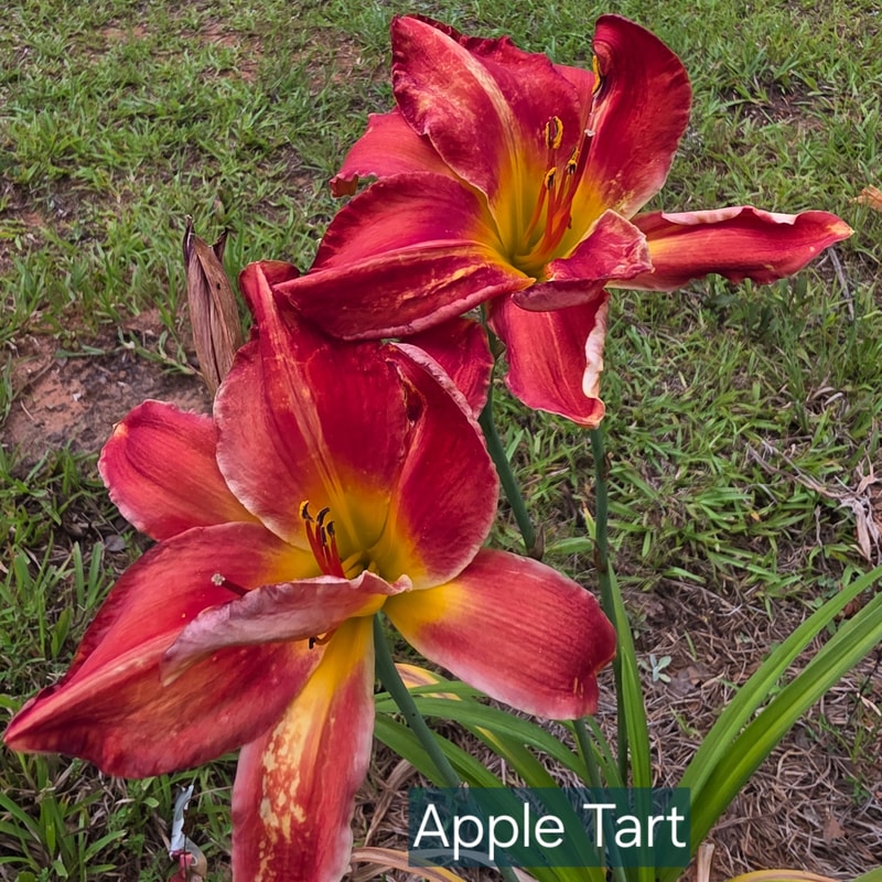 Apple Tart