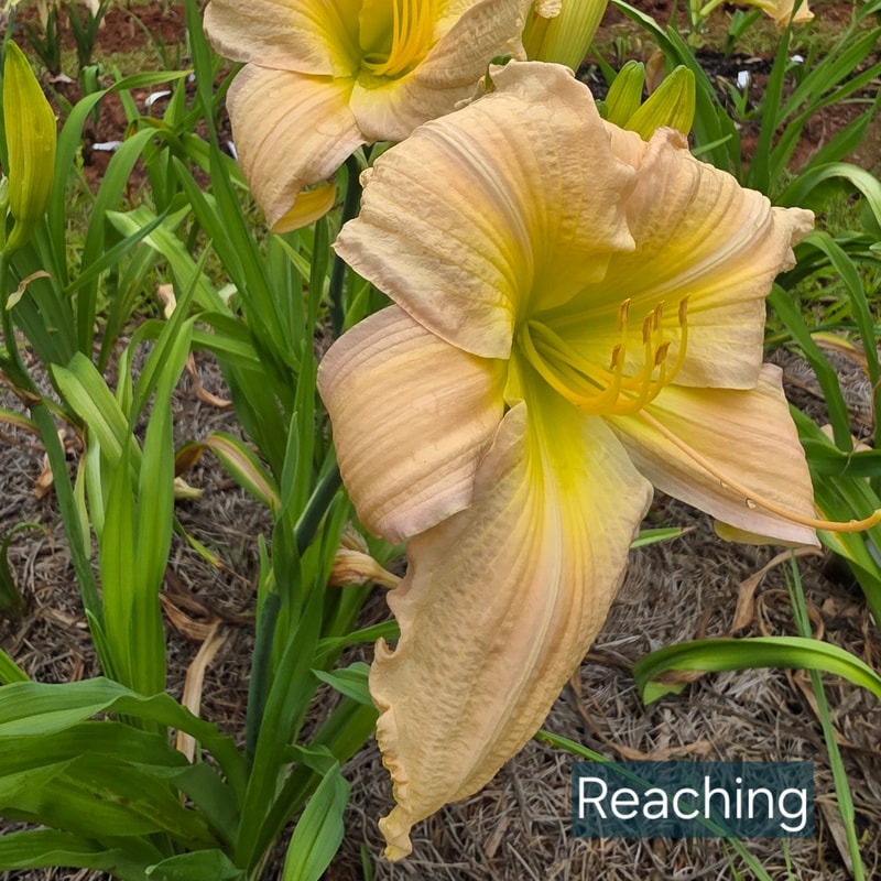 Reaching from PlantFancyGardens