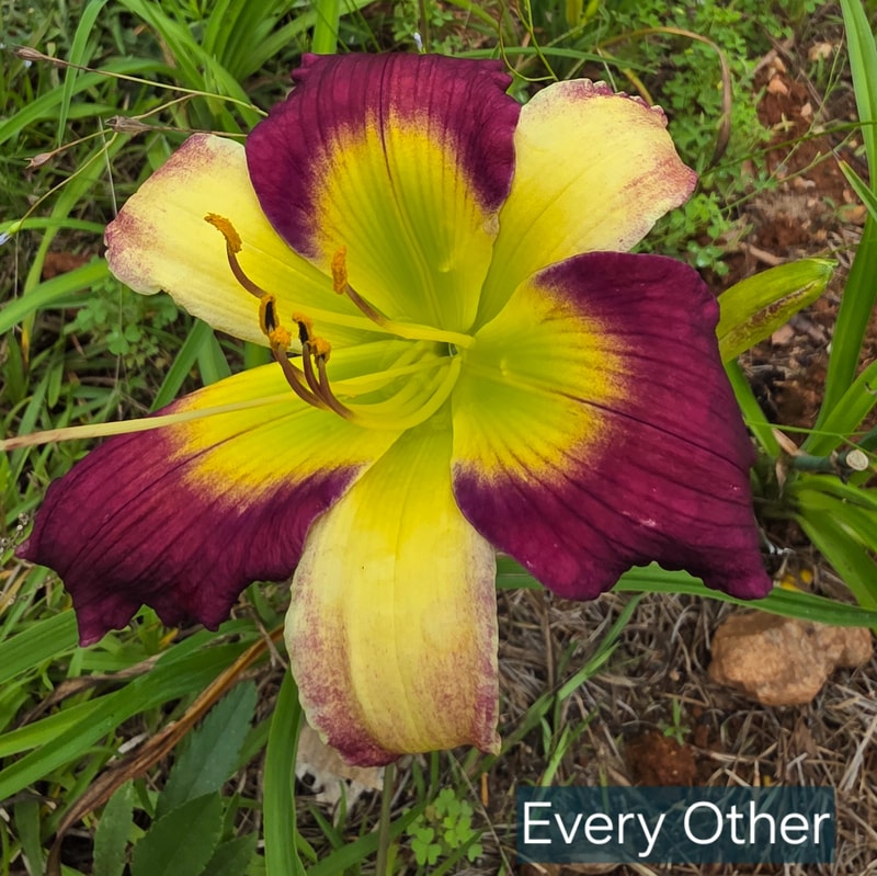 Every Other from PlantFancyGardens