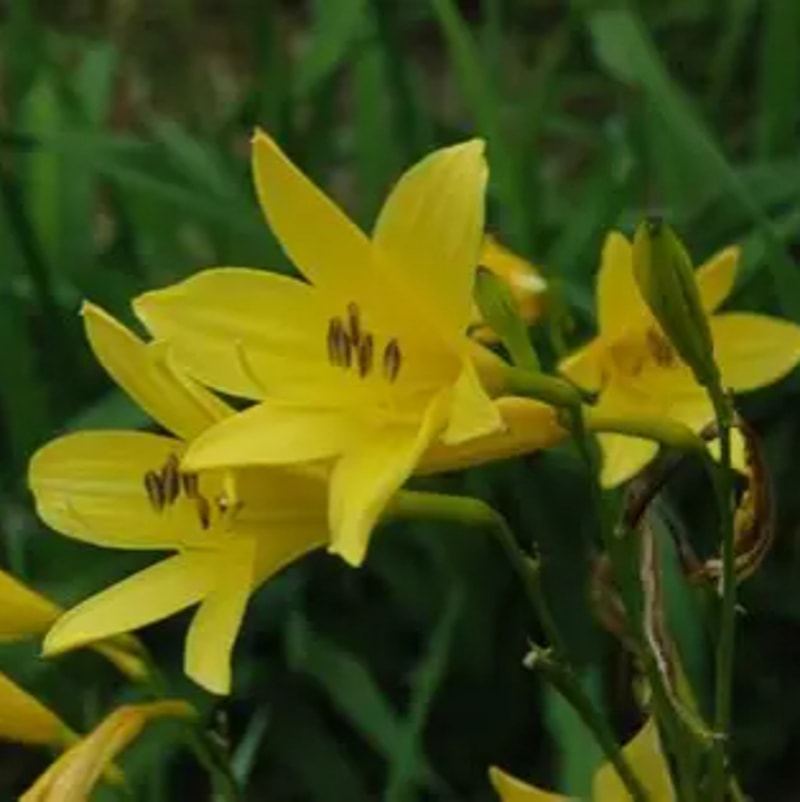 Hemerocallis Hem.lilioasphodelus daylily bloom
