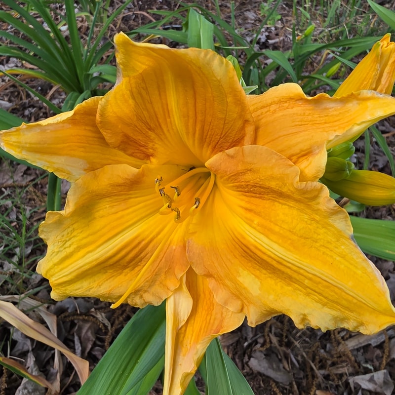 Doeskin Dress from PlantFancyGardens