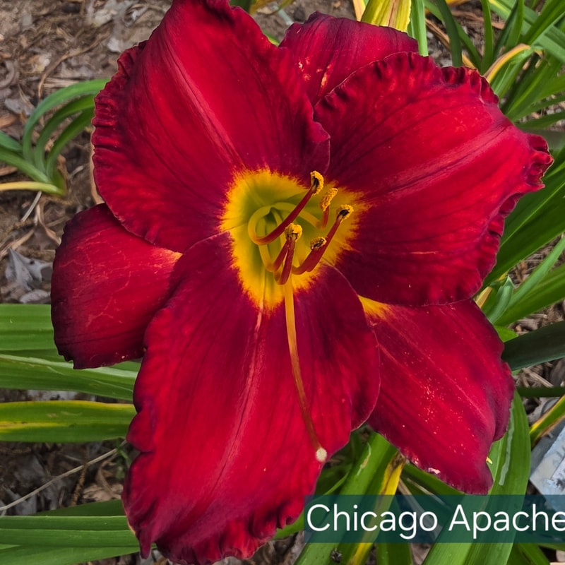 Chicago Apache