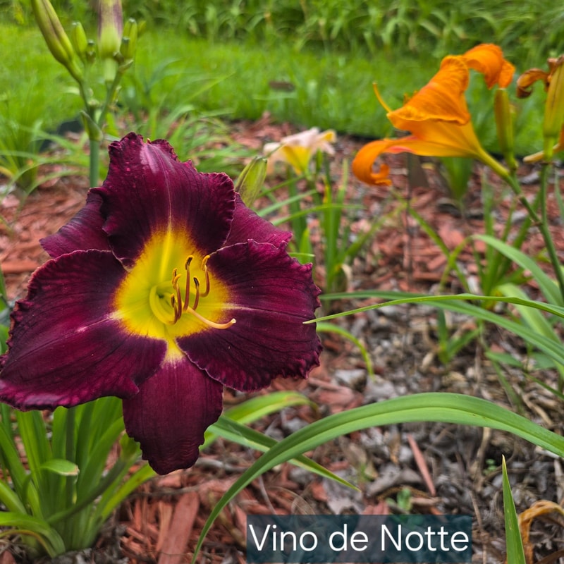 Vino Di Notte from PlantFancyGardens