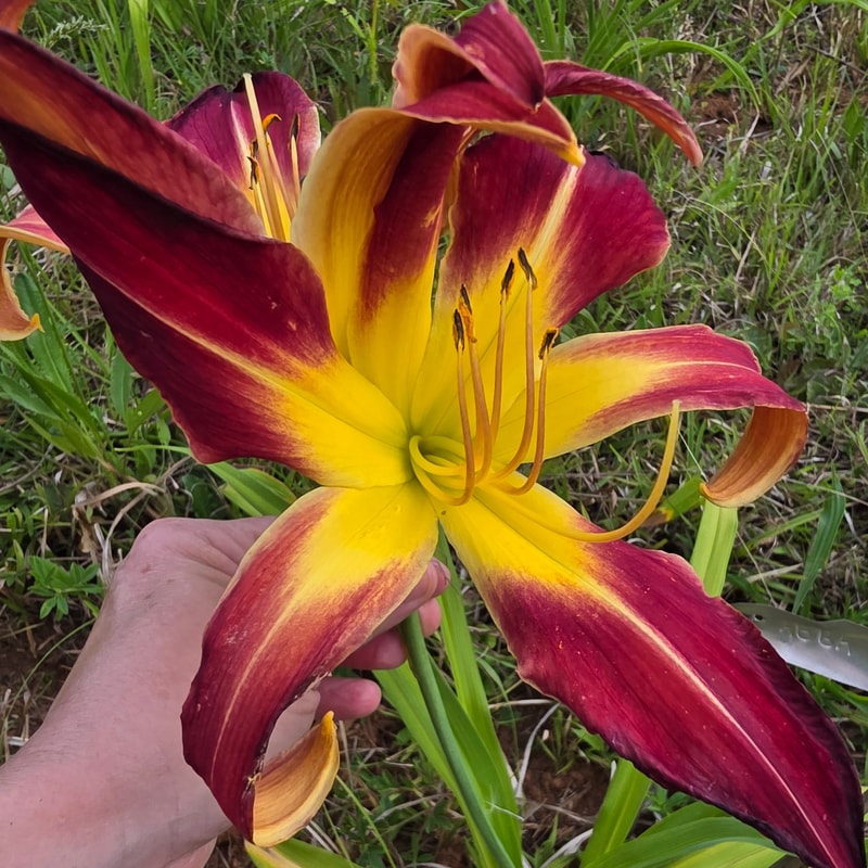 Abba from PlantFancyGardens