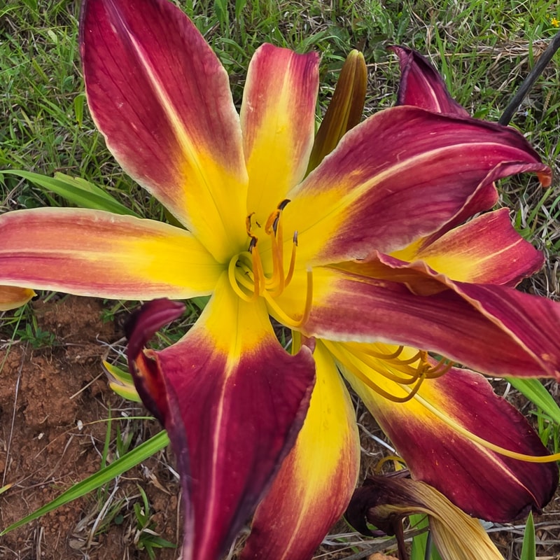 Abba from PlantFancyGardens