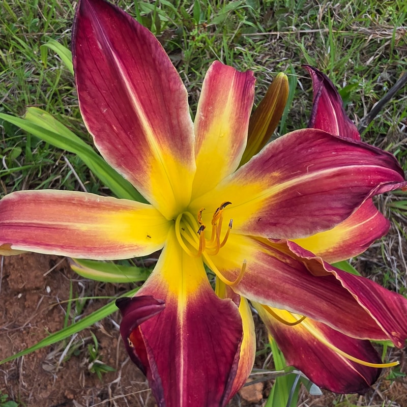 Abba from PlantFancyGardens